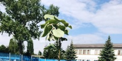 2000 дървета засадиха служителите на ЦЕРБ
