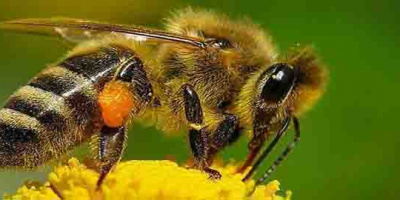 Пчеларите в Минерални бани подават заявления за държавна помощ