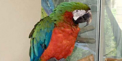 Днес приключва папагалската изложба в Минерални бани
