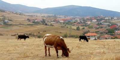 Стартът на бизнес с 10 крави в Минерални бани струва 50 000 лева