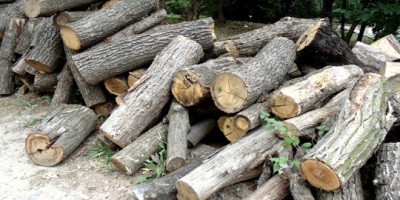 Безплатни дърва за огрев ще получат училищата в Минерални бани