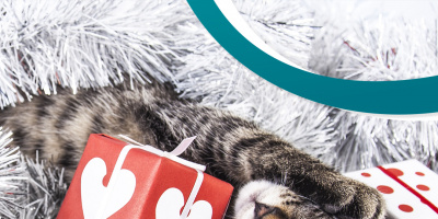Бездомни котенца търсят любящо семейство за Коледа