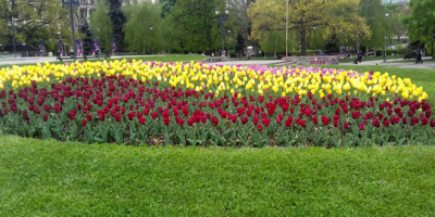 Над 2 000 пролетни цветя ще красят парковете в Минерални бани