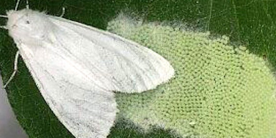 Бяла американска пеперуда напада дърветата в Ямболско