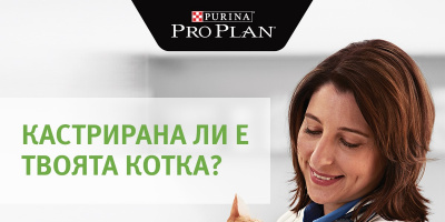 Едва 24% от котките у нас са кастрирани, а 60% от стопаните на некастрирани котки смятат процедурата за ненужна