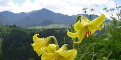 Фестивал на дивите цветя в Родопите от 21 до 29 юни 2014 г.