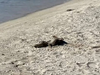 Морето изхвърли мъртви делфини на плажа в Кранево