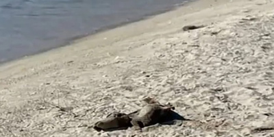 Морето изхвърли мъртви делфини на плажа в Кранево