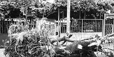 В Казанлък разчистват паднали дървета и клони от силния вятър