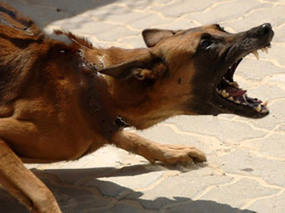 Община Банско търси балансирани решения за бездомните животни
