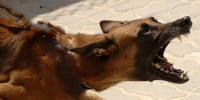 Община Банско търси балансирани решения за бездомните животни