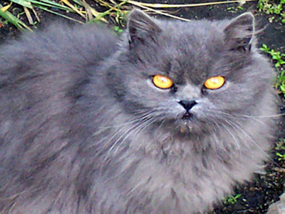 Бездомни кучета и котки ще кастрират в Казанлък