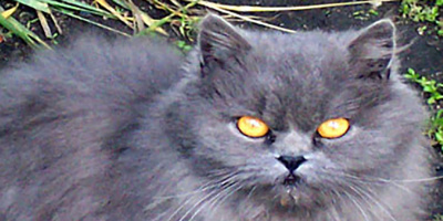 Бездомни кучета и котки ще кастрират в Казанлък