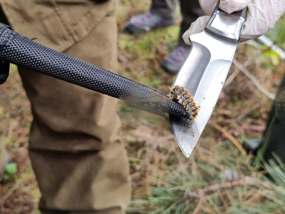 Община Банско взема мерки срещу боровата процесионка