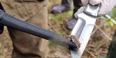 Община Банско взема мерки срещу боровата процесионка