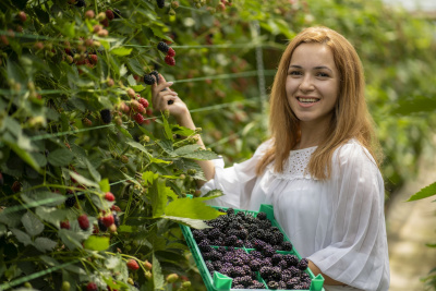 Над 100 000 кг горски плодове ще бъдат реализирани от Kaufland през 2026 г.