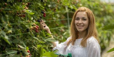 Над 100 000 кг горски плодове ще бъдат реализирани от Kaufland през 2026 г.