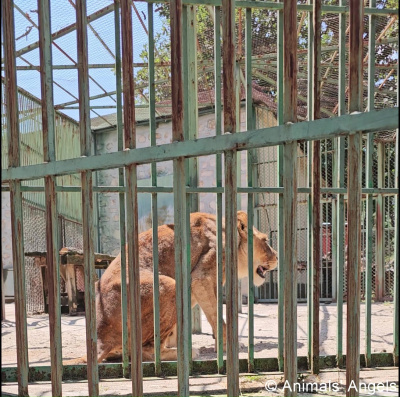Неприемливи условия на живот в Зоокът „Кенана“, Хасково, регистрират от НПО Animals Angels