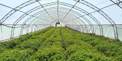 Над 96% от пресните подправки в Kaufland са българско производство 